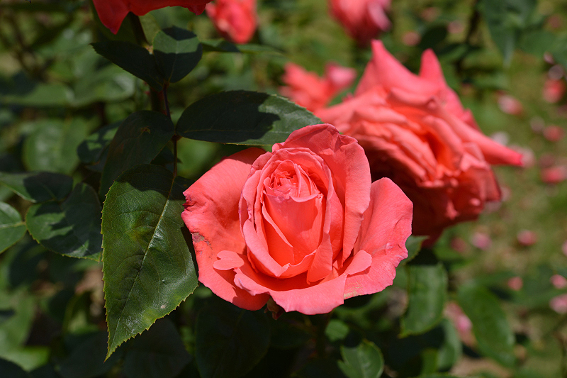 image0221