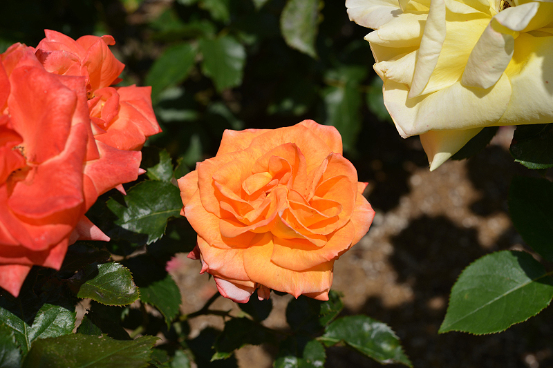 image0223