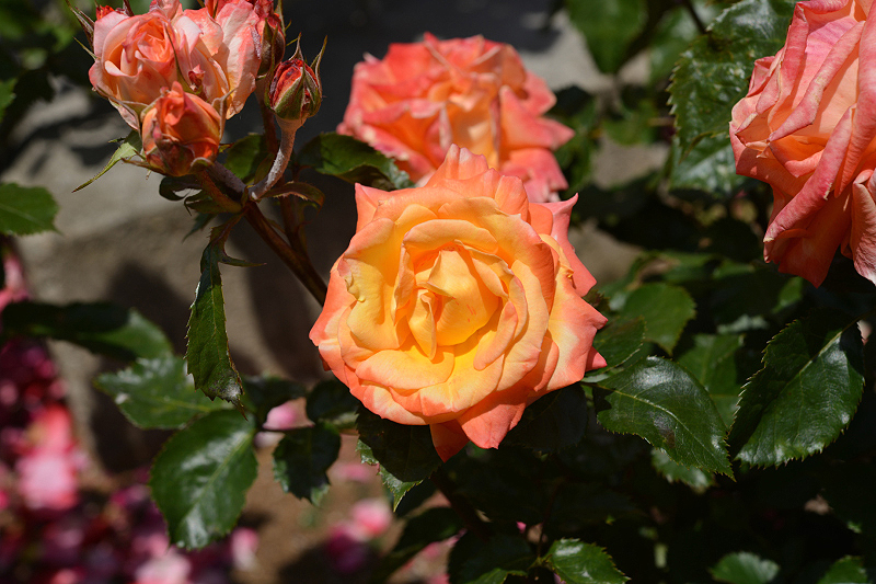 image0224