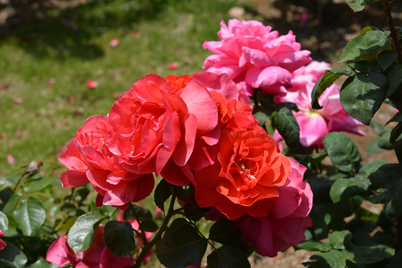 image0226