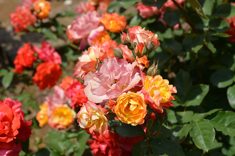 image0228