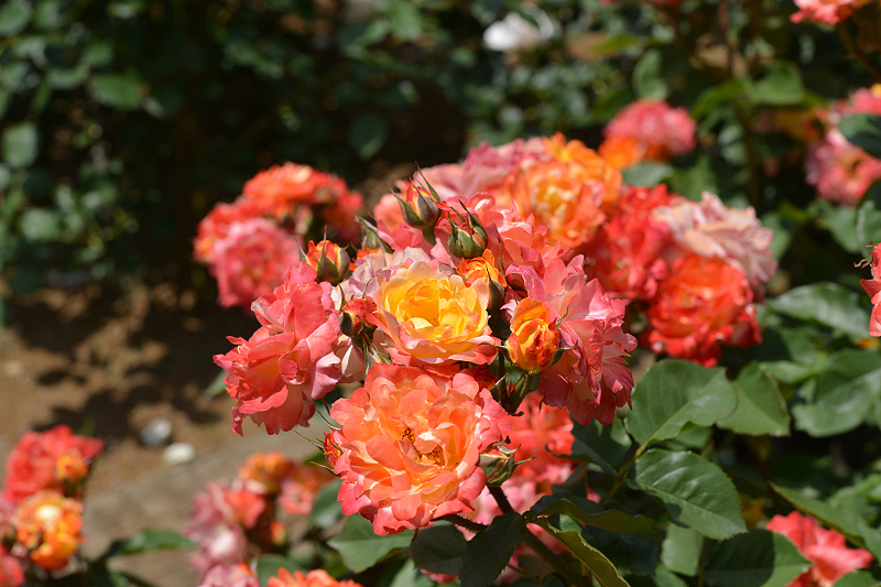 image0229