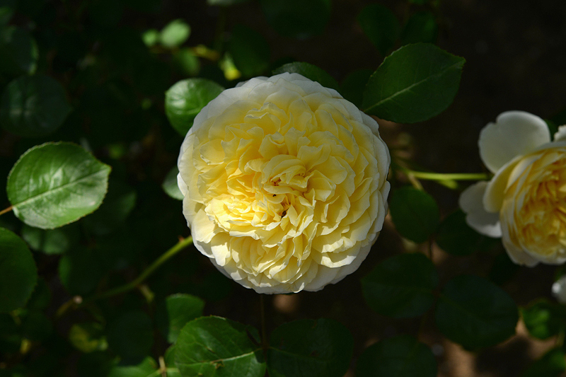 image0230