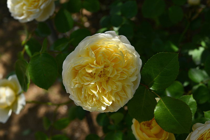 image0231