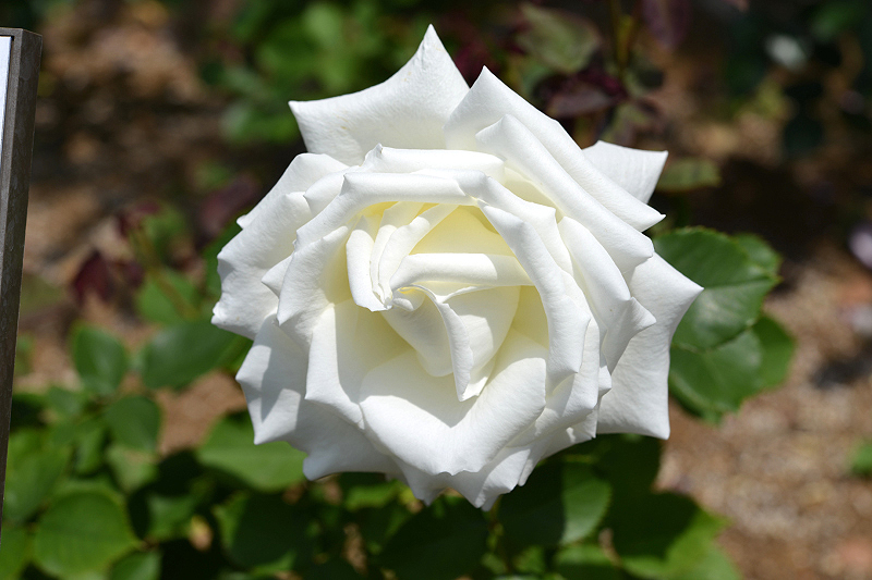 image0233