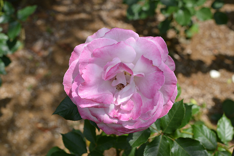 image0234