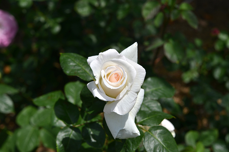 image0235