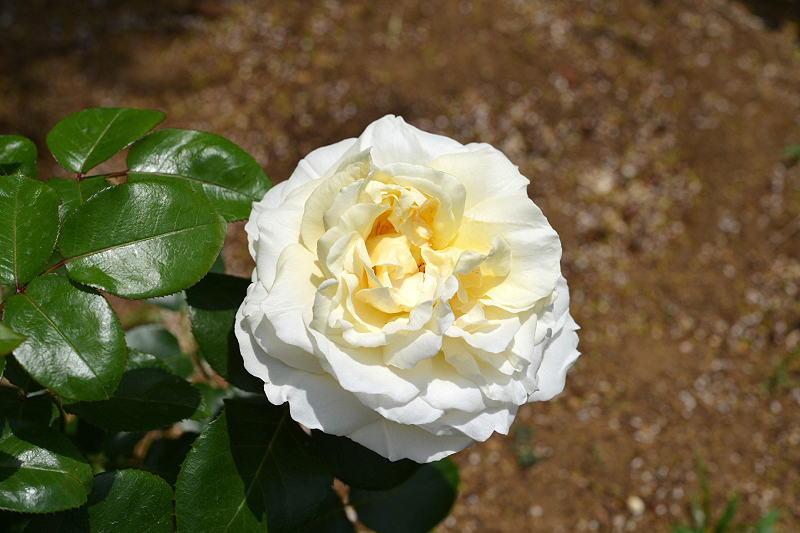 image0238