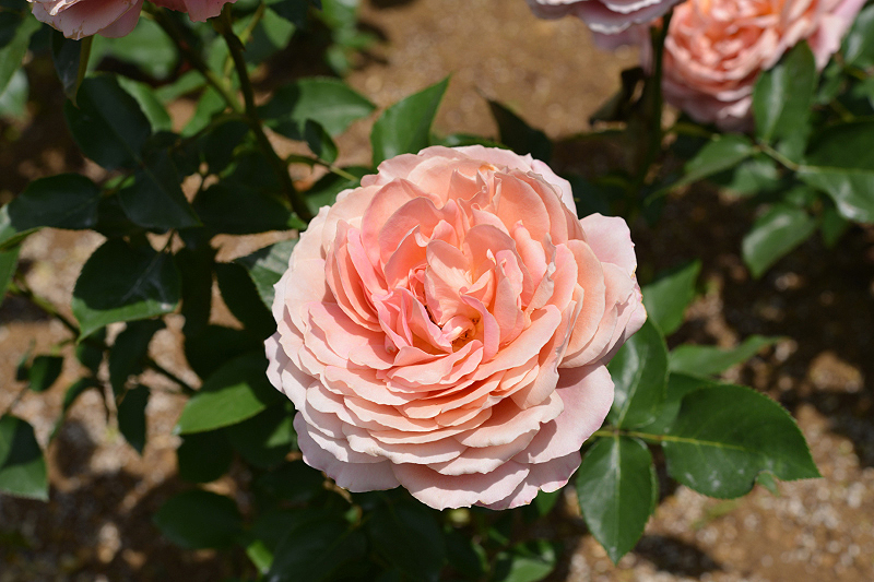 image0239