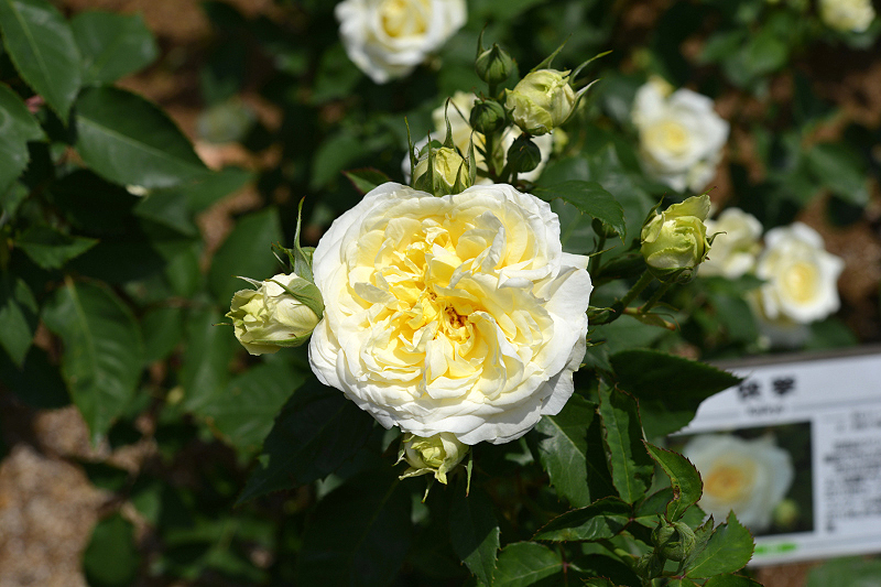 image0240