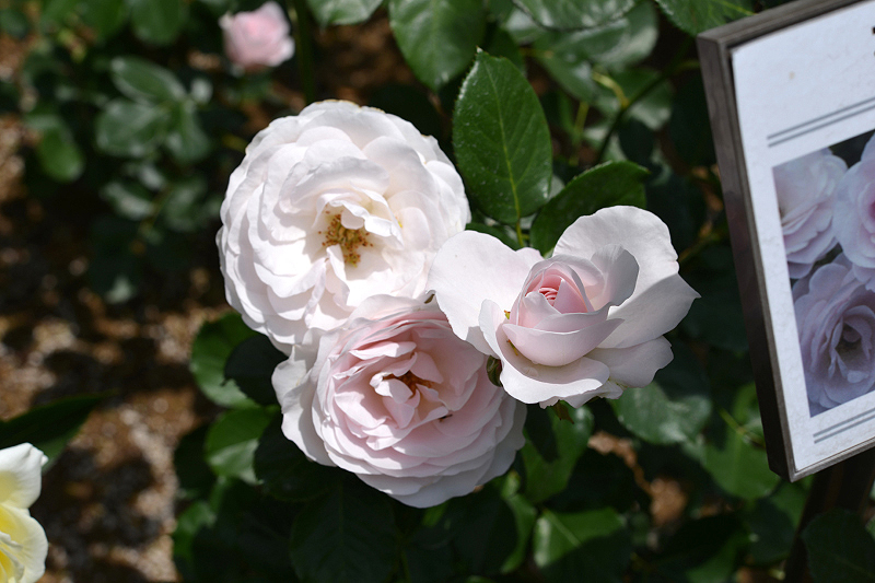 image0241
