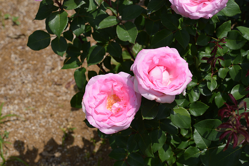 image0244