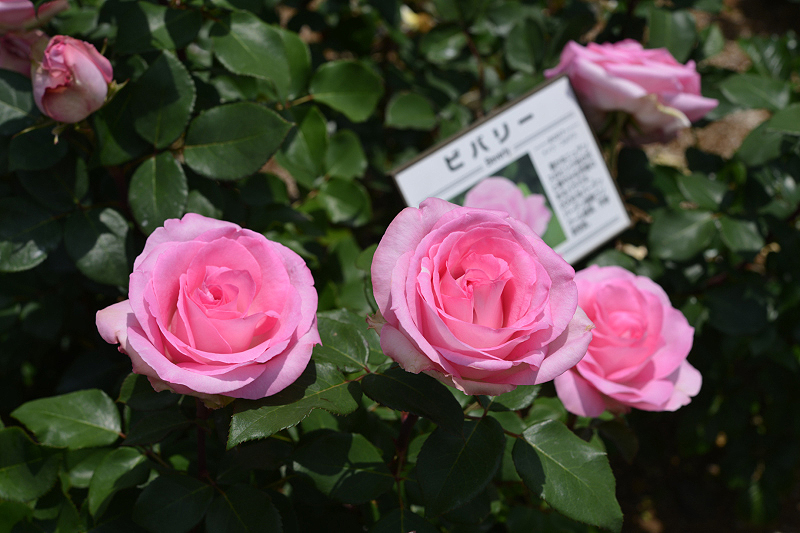 image0246
