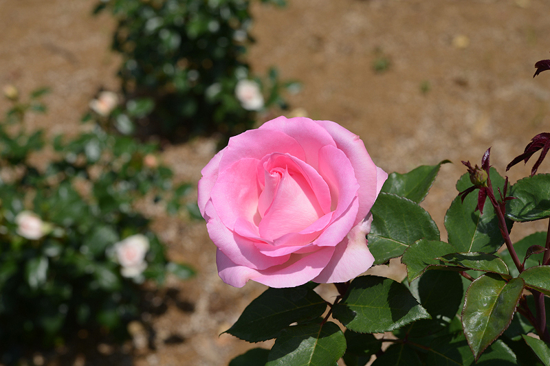 image0247