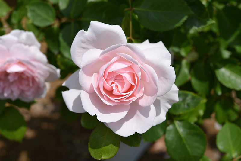 image0249