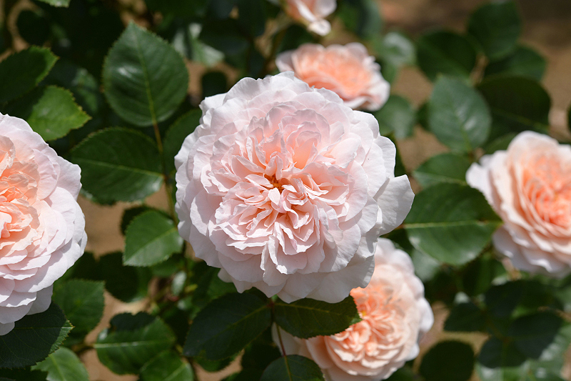 image0250