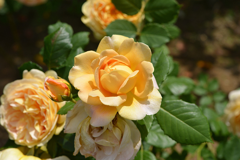 image0253
