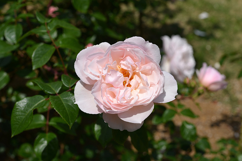 image0259
