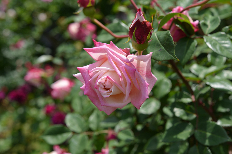 image0260