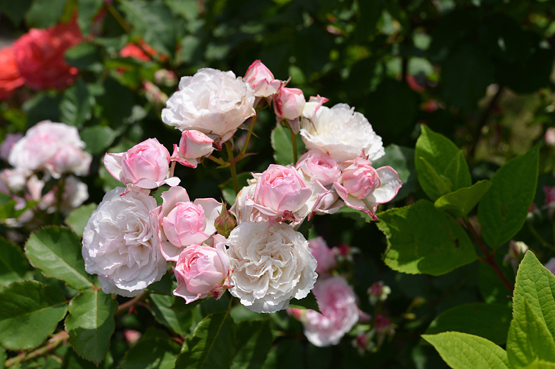 image0261