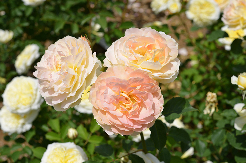 image0262