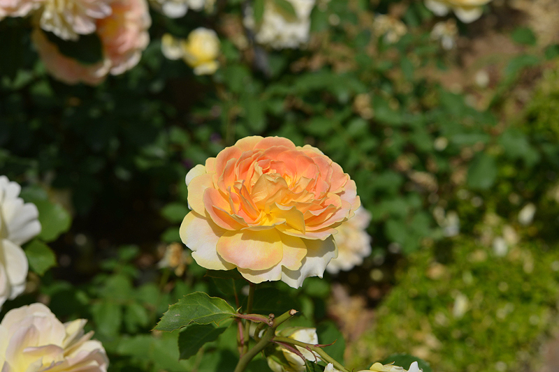 image0264