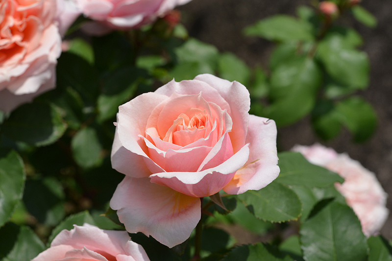 image0265