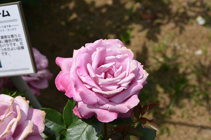 image0266