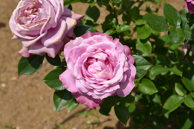 image0267