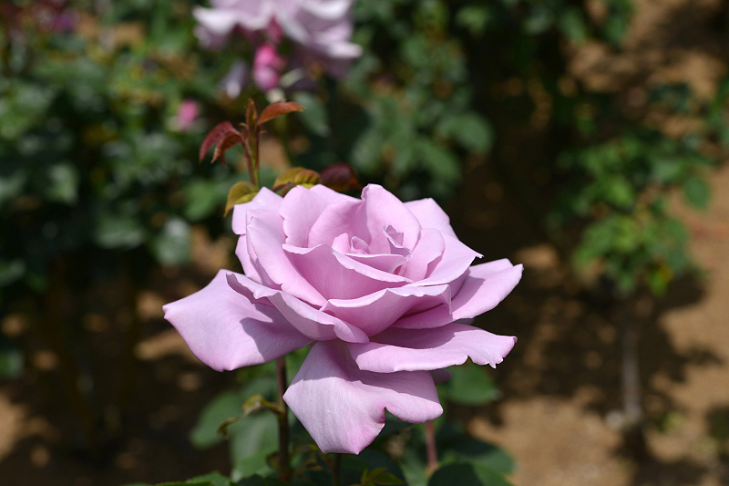 image0268