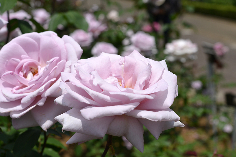 image0270