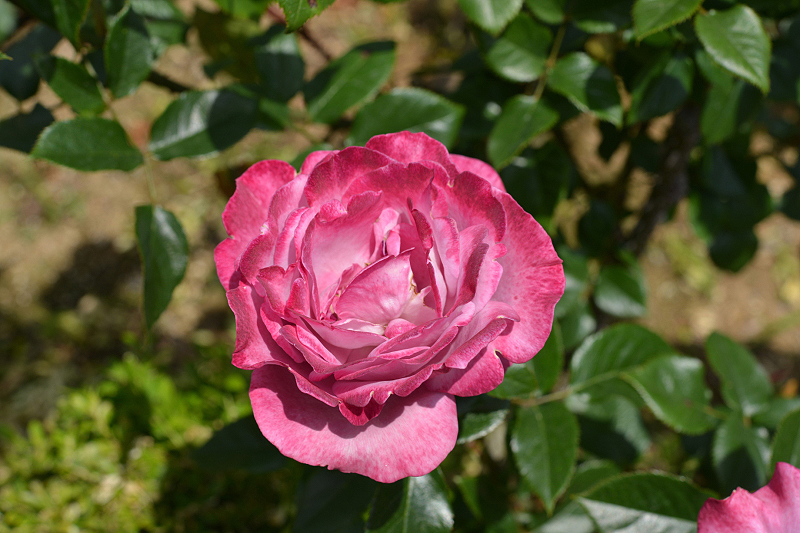 image0271