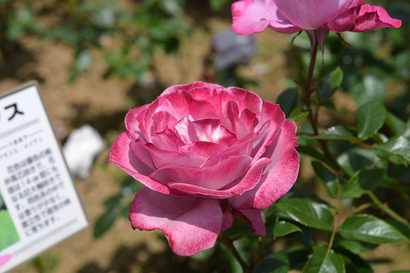 image0272