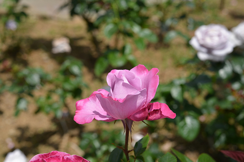 image0273