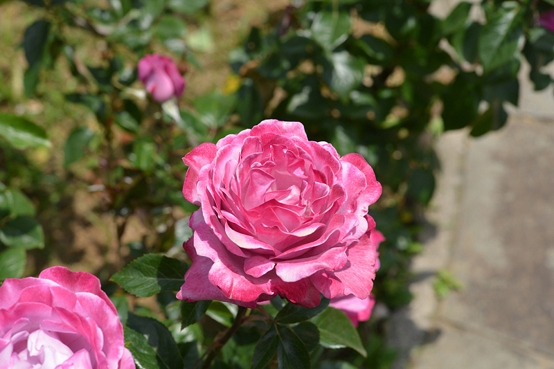 image0275