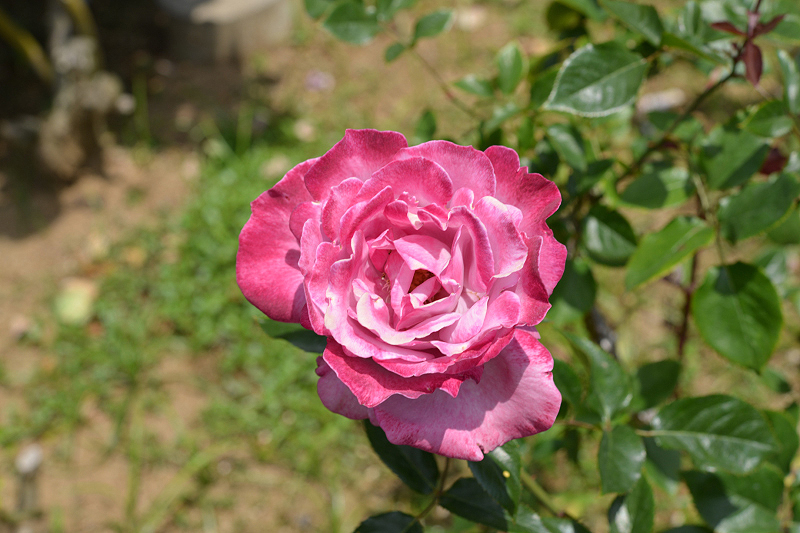 image0276