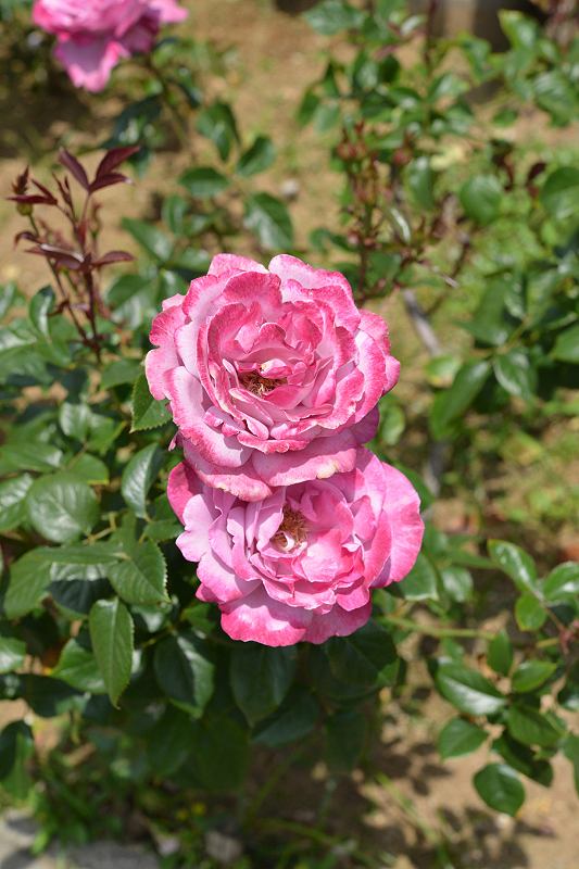 image0277