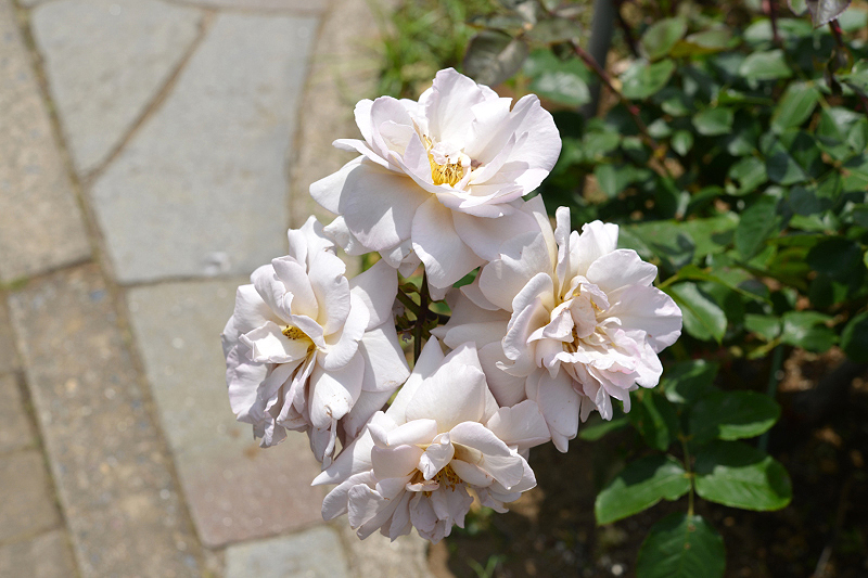 image0278
