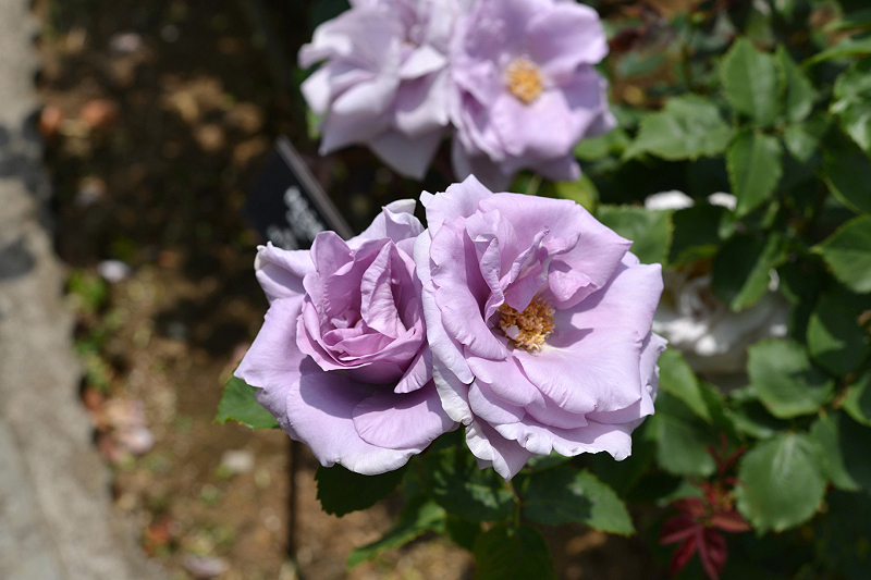 image0279