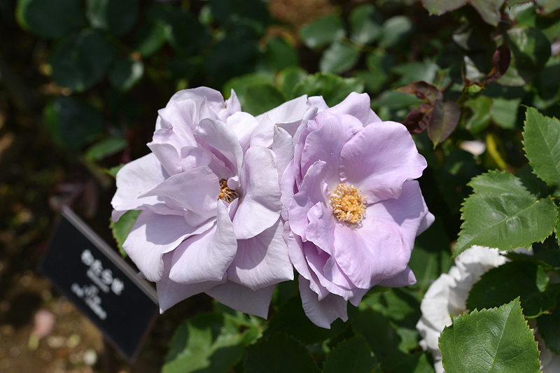 image0280