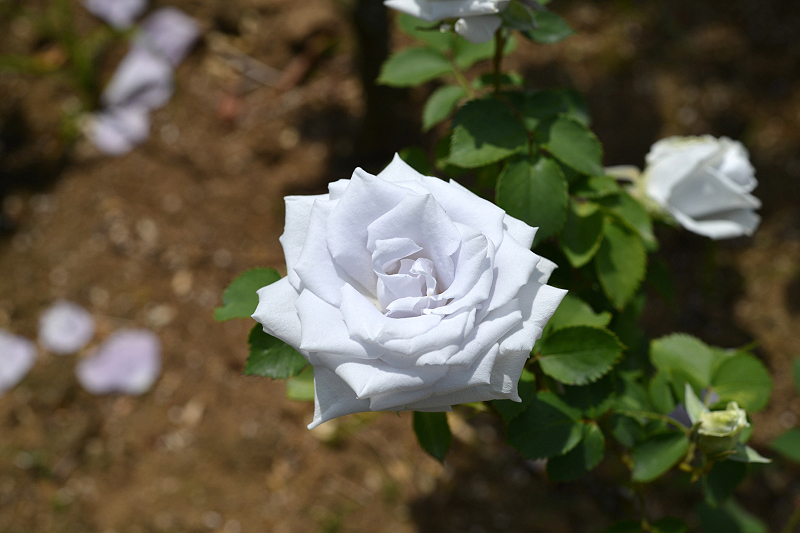 image0281