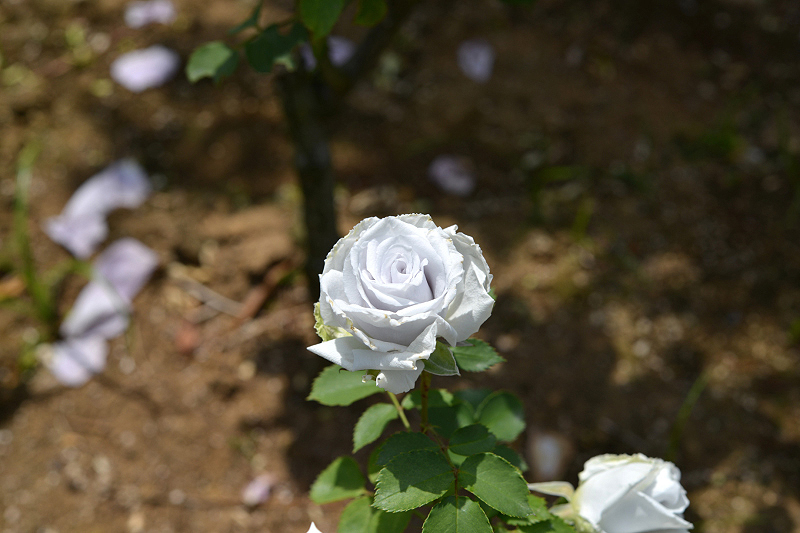 image0282