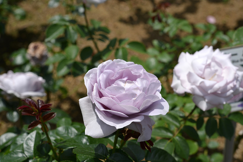 image0284