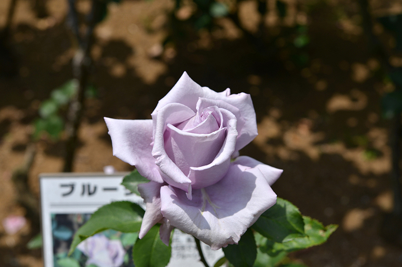 image0286