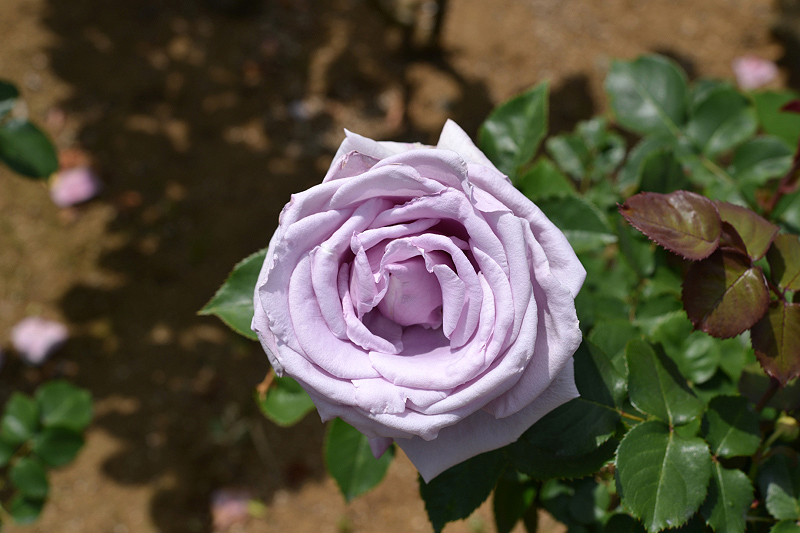 image0287