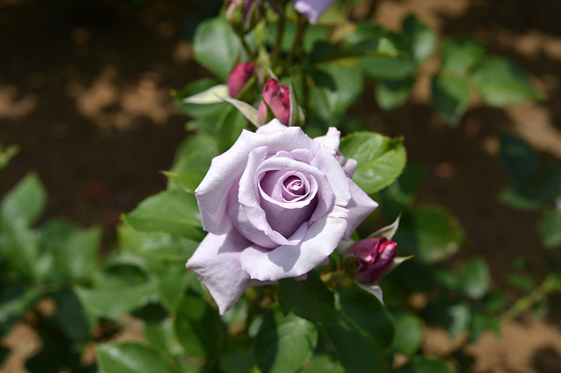 image0288