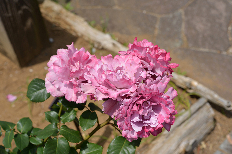 image0290