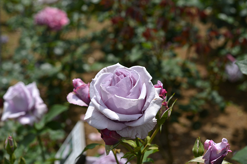 image0291