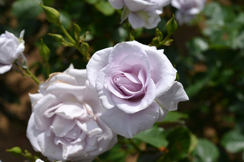 image0292