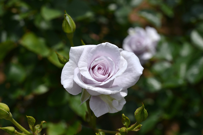 image0293